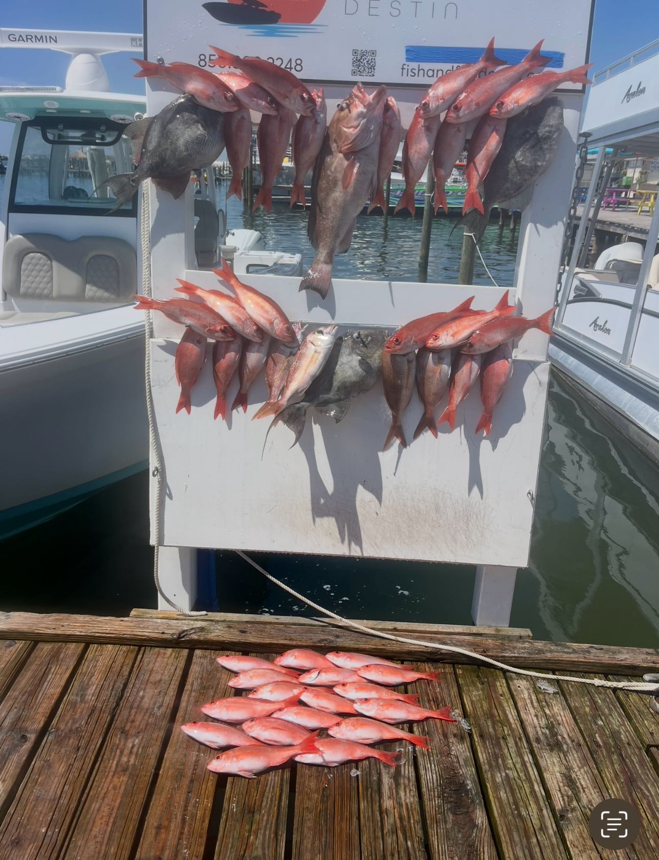 5 fish caught while fishing in Destin
