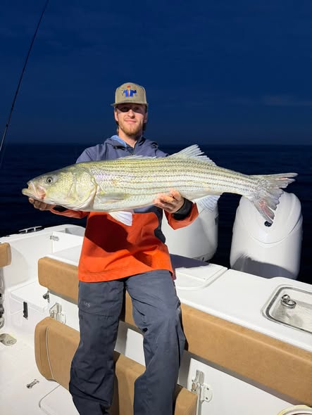 Striped bass catch displayed on fishing boat in Wells ME