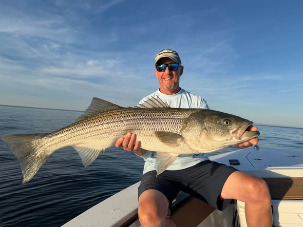 Striped bass catch on fishing boat in Wells Maine waters