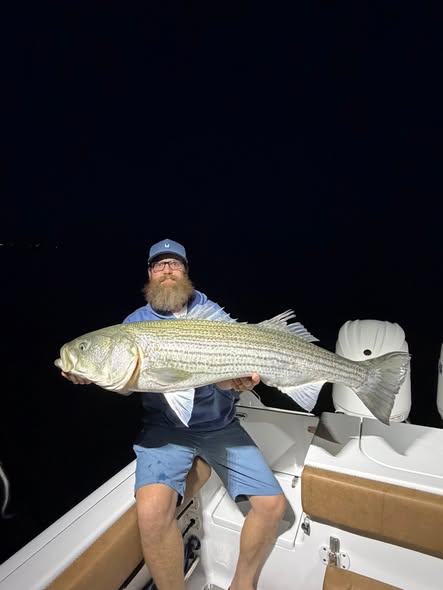 Large striped bass caught while fishing in Wells ME at night on boat
