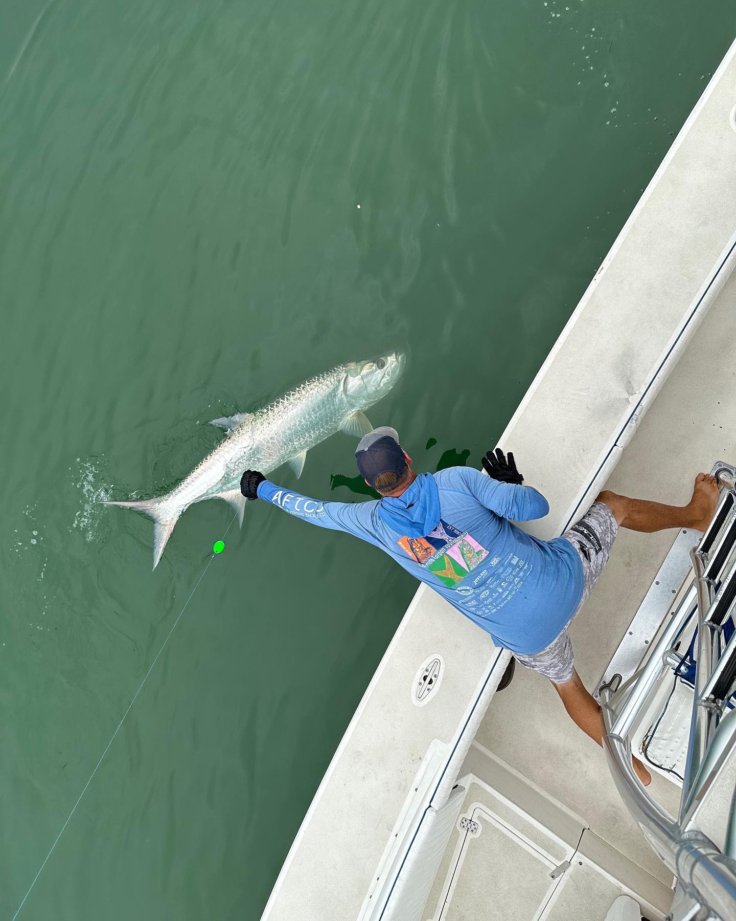 Tarpon fish in Sarasota