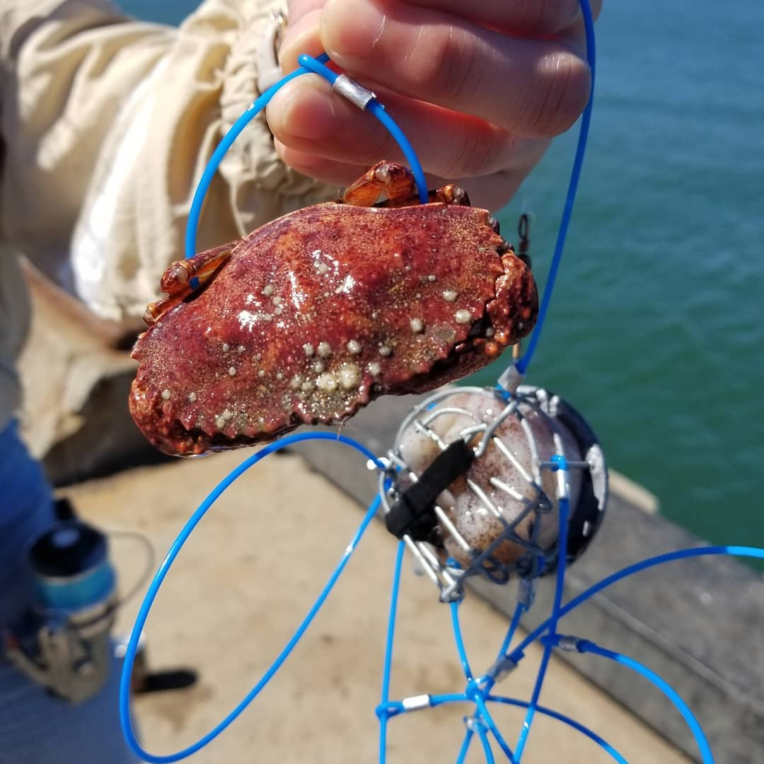 Dusky grouper fish caught while fishing in CA