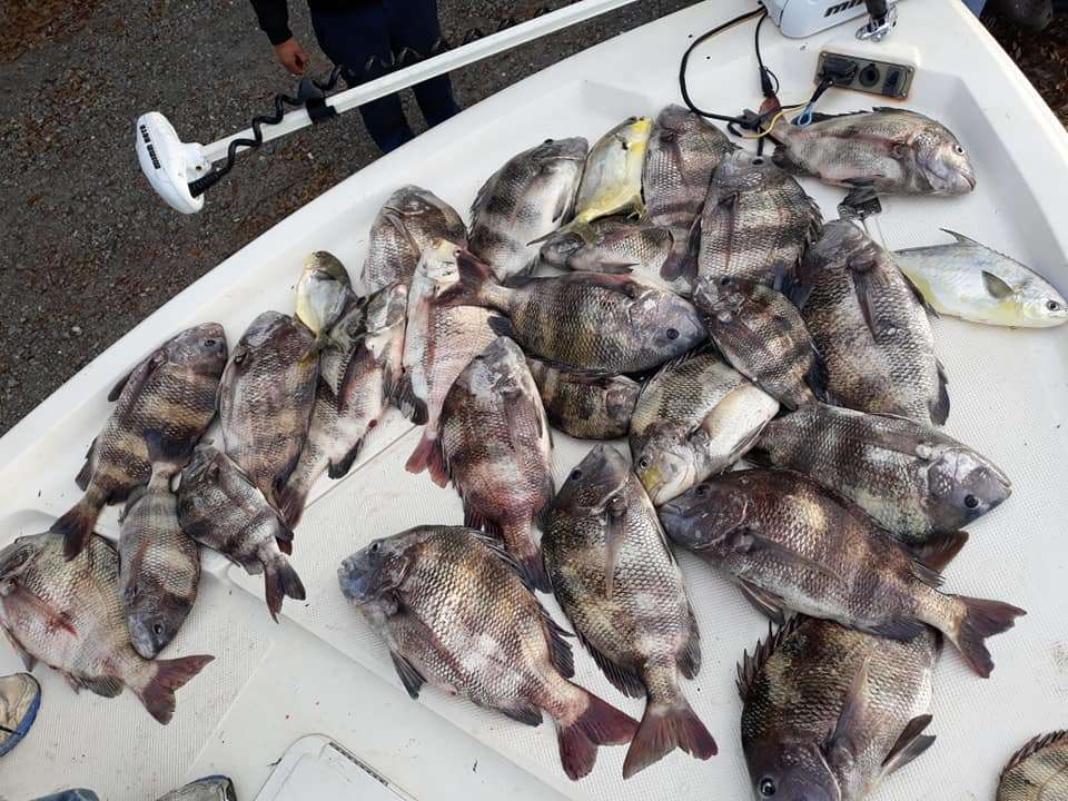A group of 9 sheepshead, black drum, and permit fish caught in the waters of FL