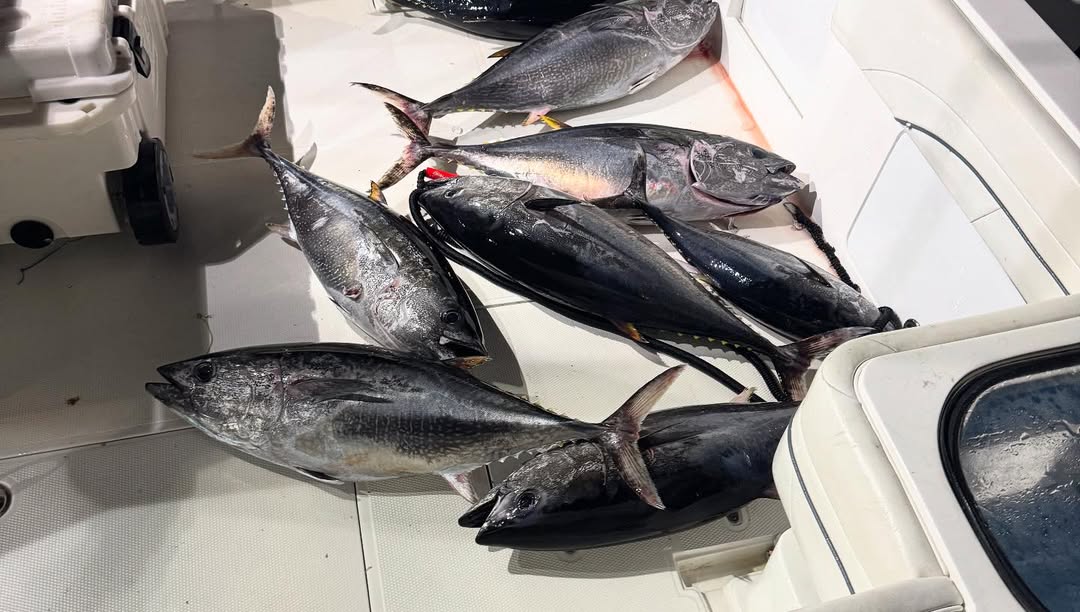 5 Atlantic Bonito and Great Barracuda fish caught while fishing in CA