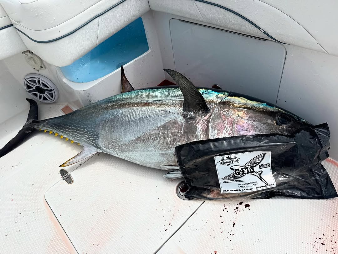 Yellowfin tuna caught in CA