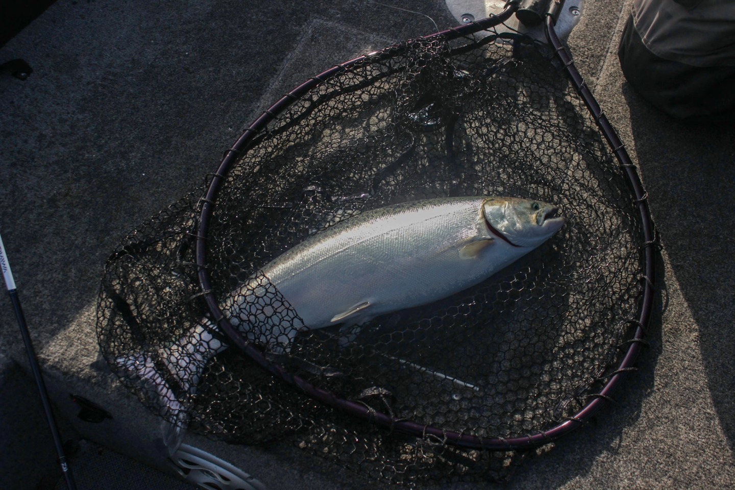 One fishing adventure at 200 Broadway Avenue
