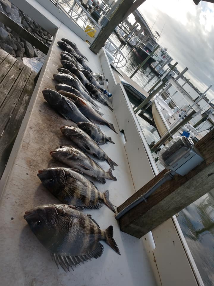 Two sheepshead fish caught while fishing in Alabama