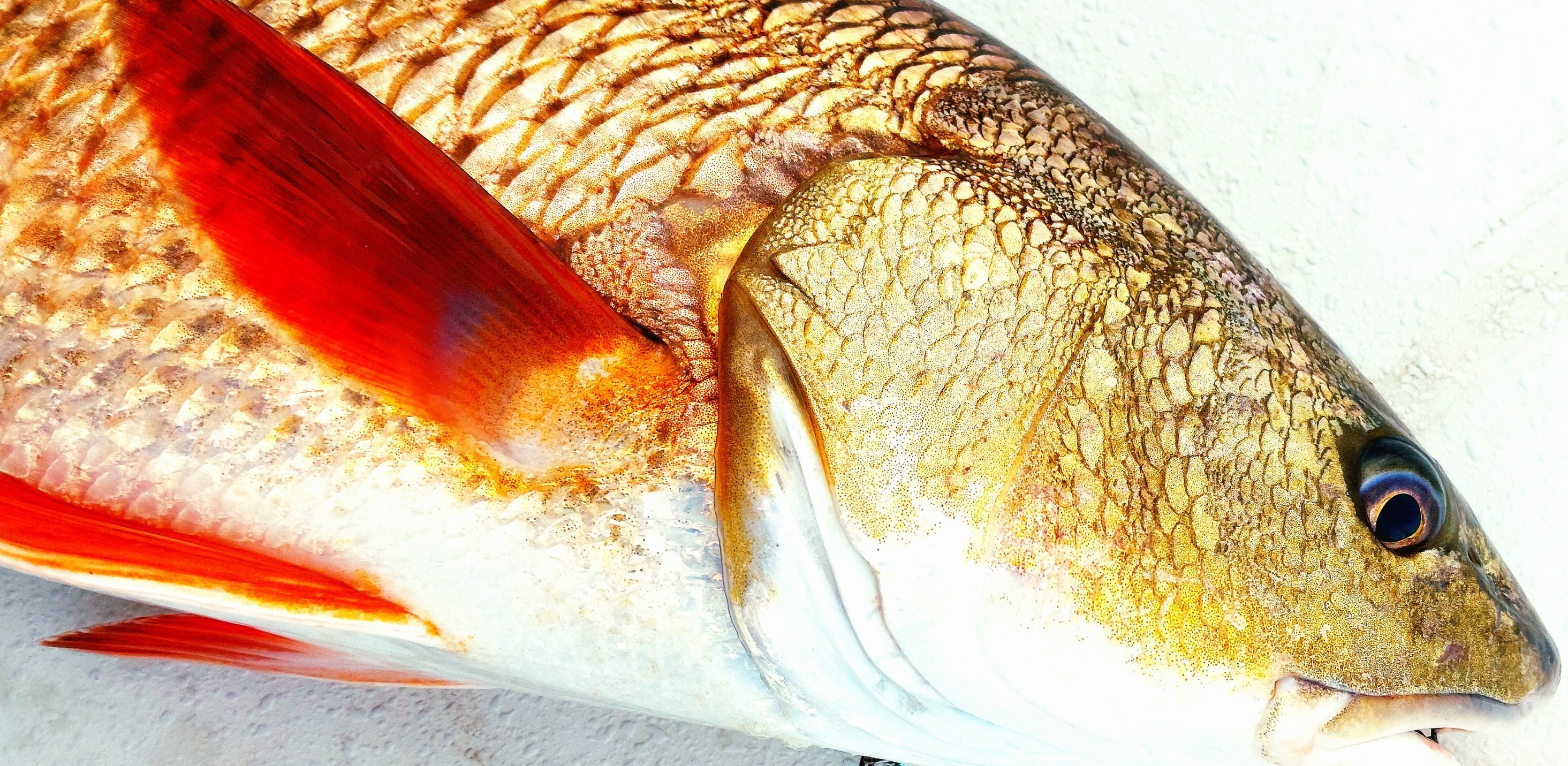 Close-up of a redfish with golden scales and red fins caught in Jacksonville FL