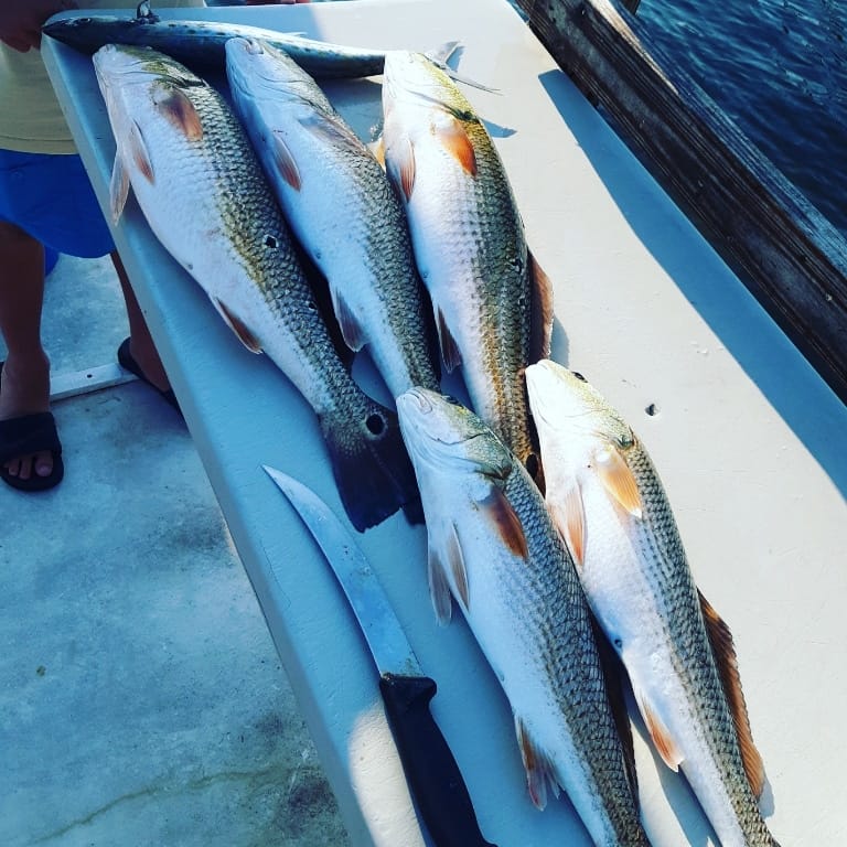 Three fish caught in Fort Walton Beach