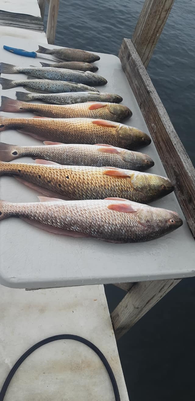 4 redfish caught in Fort Walton Beach