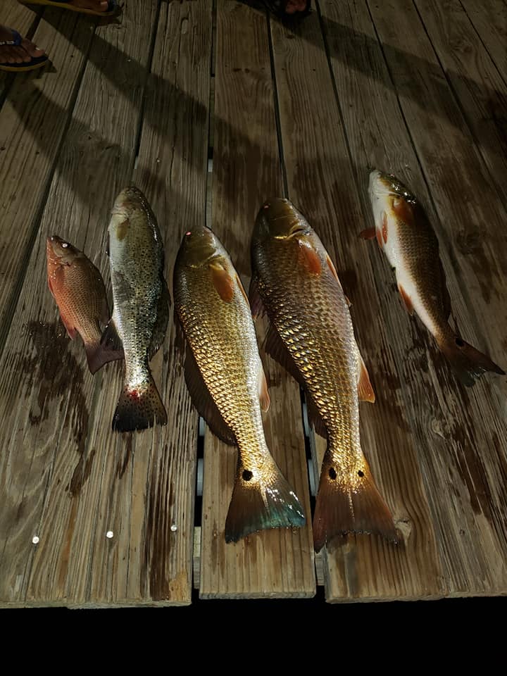 5 fish caught in FL
