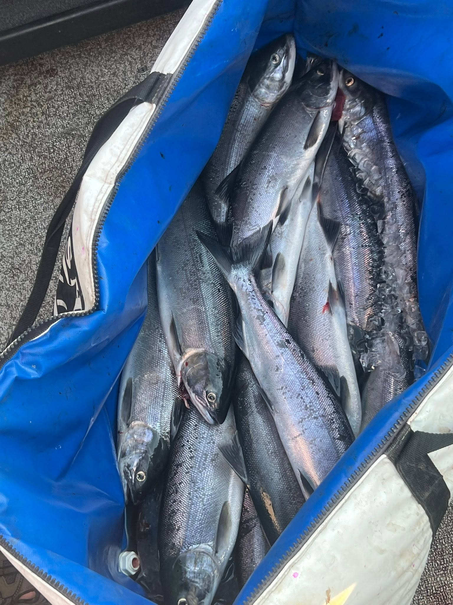 Fresh caught salmon including Coho and Atlantic salmon in blue cooler from Richland WA fishing trip