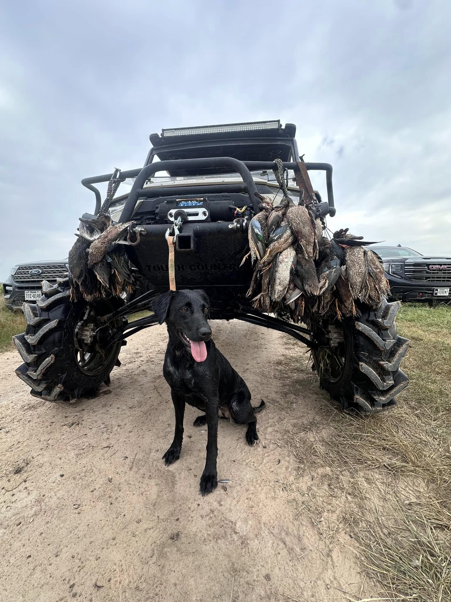 Black hunting dog sitting in front of vehicle with harvested waterfowl displayed on front bumper in Matagorda TX