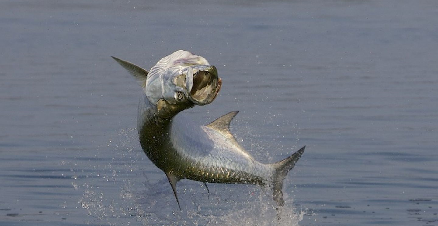 Fishing in the beautiful Islamorada