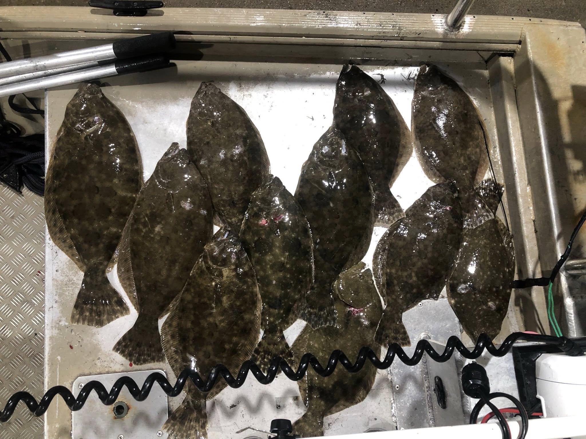 8 southern and summer flounder fish caught in Texas