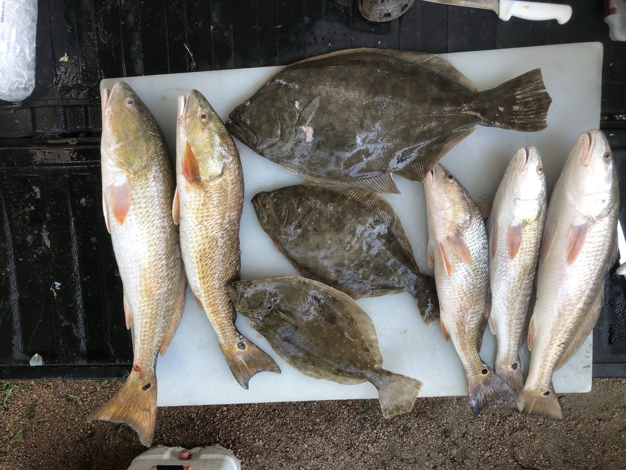 8 summer flounder and redfish caught while fishing in Texas