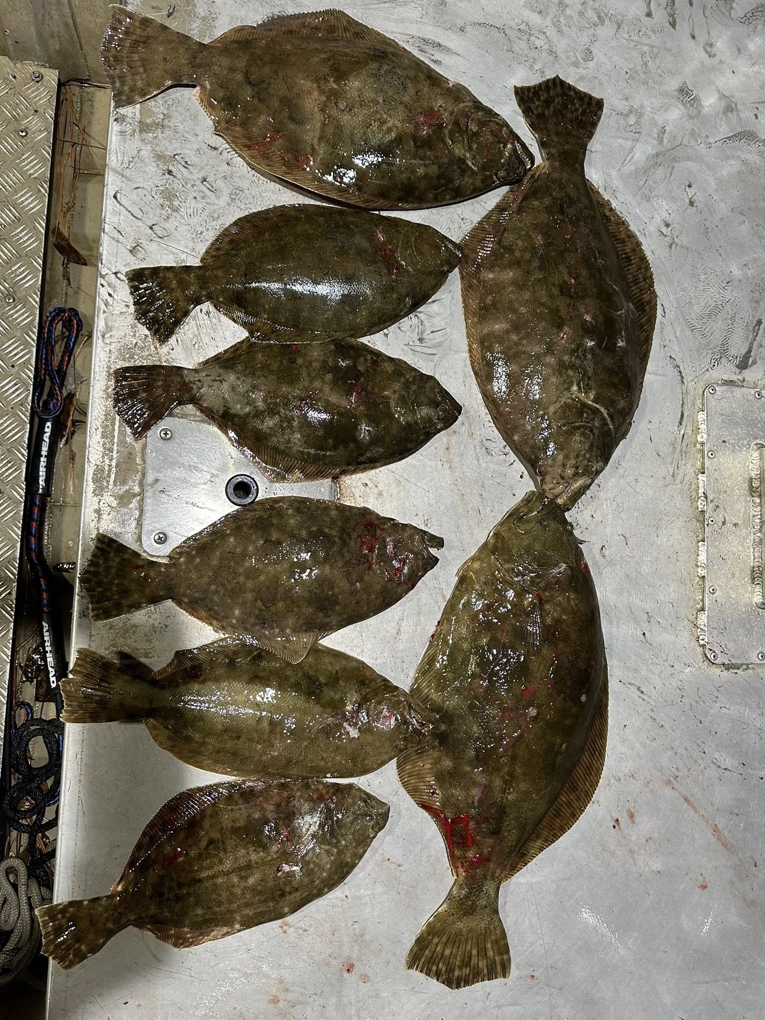 8 summer flounder and southern flounder caught while fishing in Texas