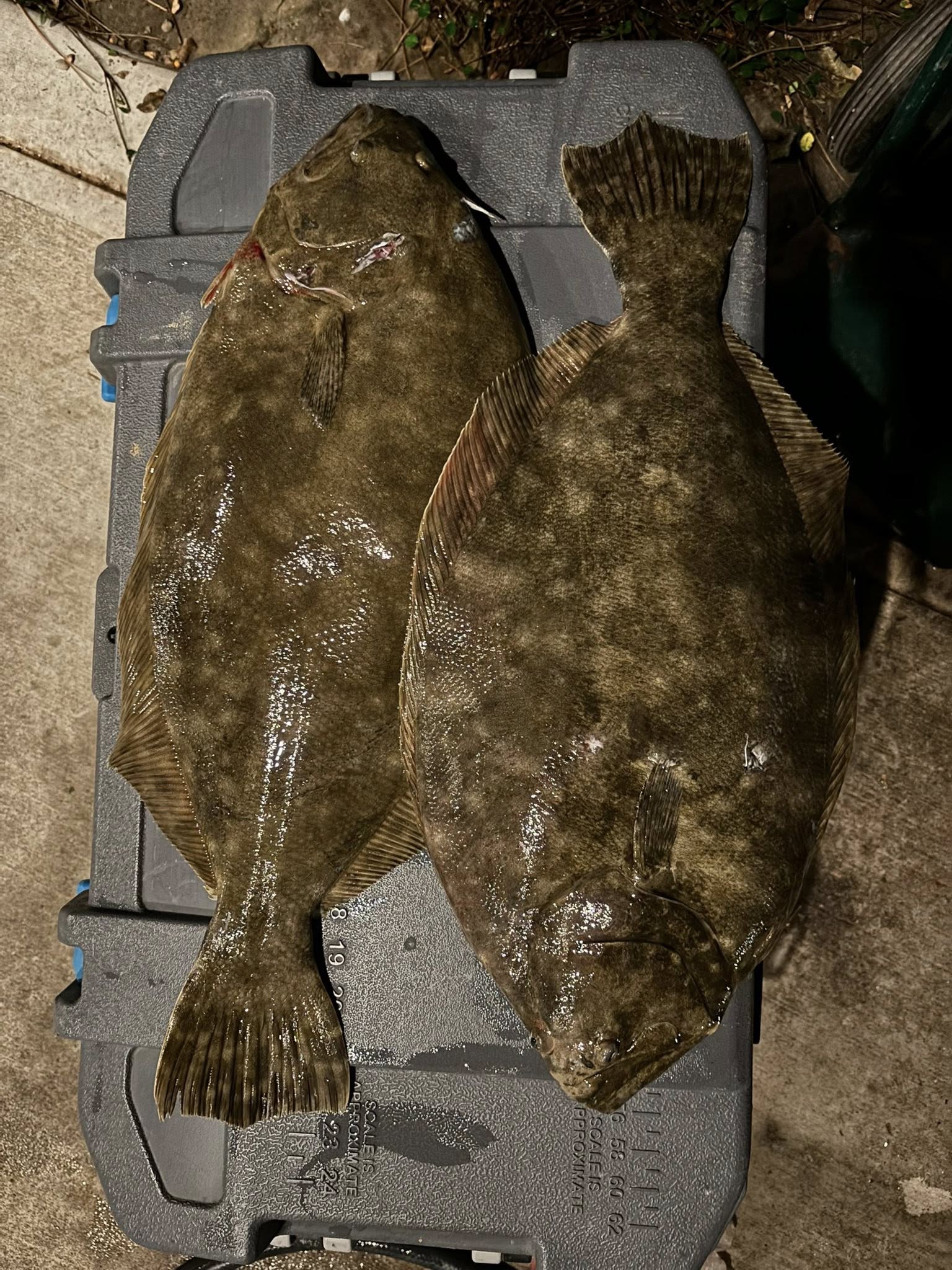 Two summer flounder fish caught in Texas