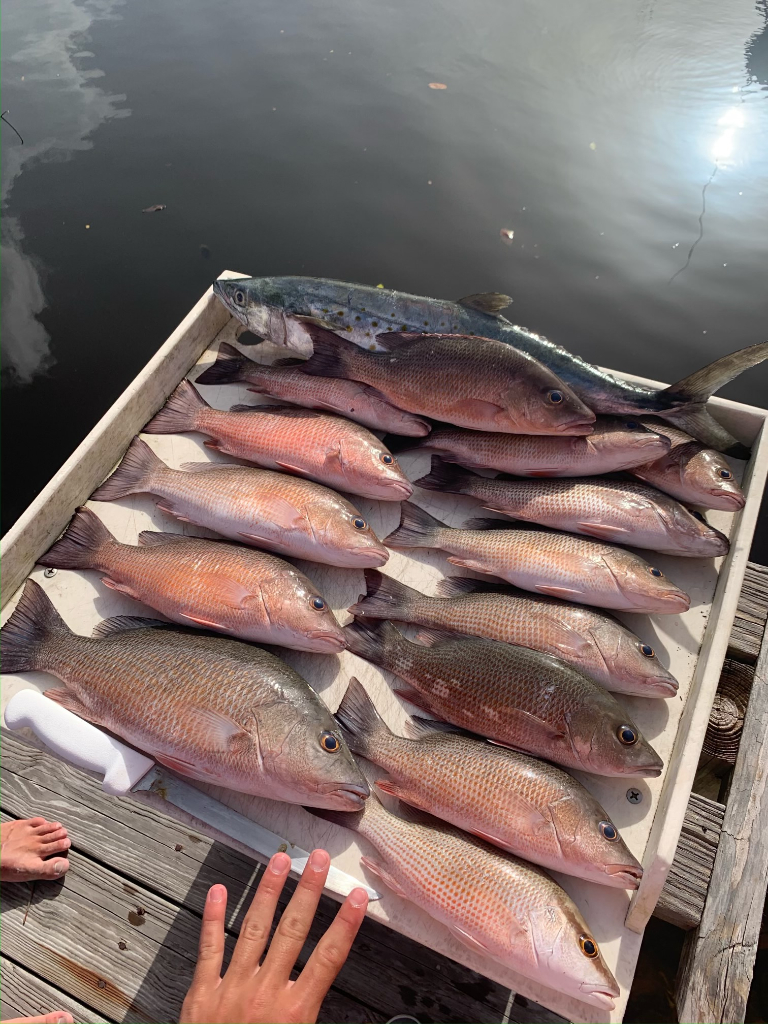6 grey snapper fish caught in FL