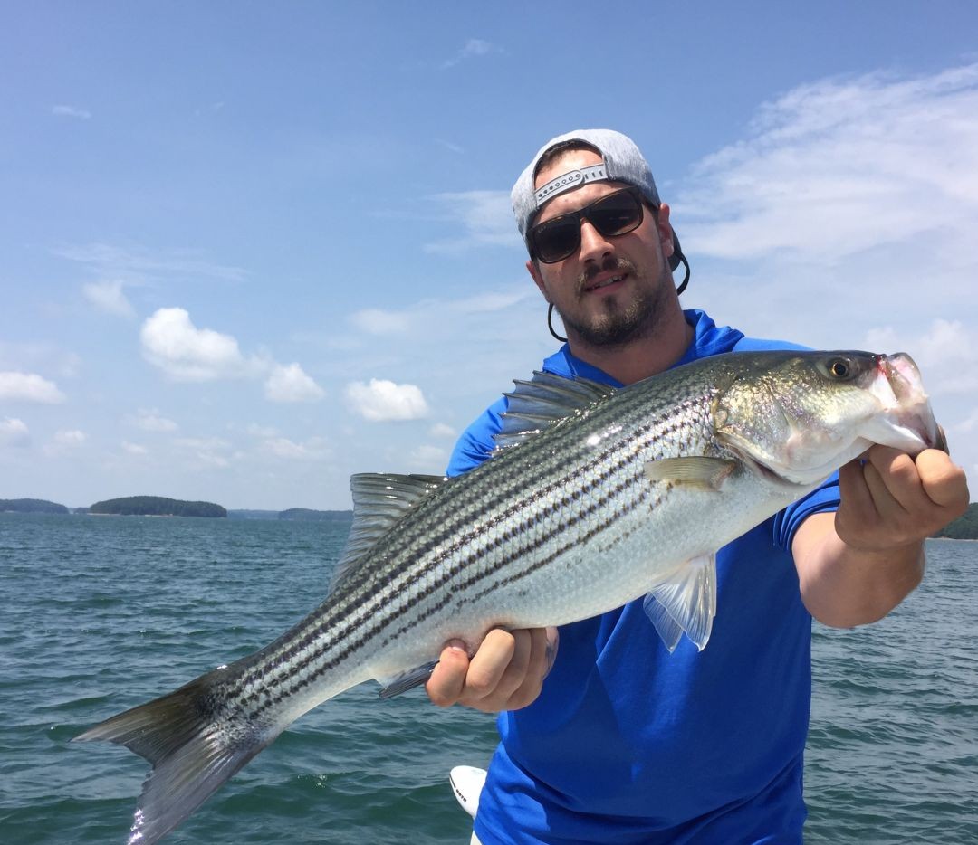 Half-day striped bass fishing charter on Lake Lanier, Georgia - morning trip with guide