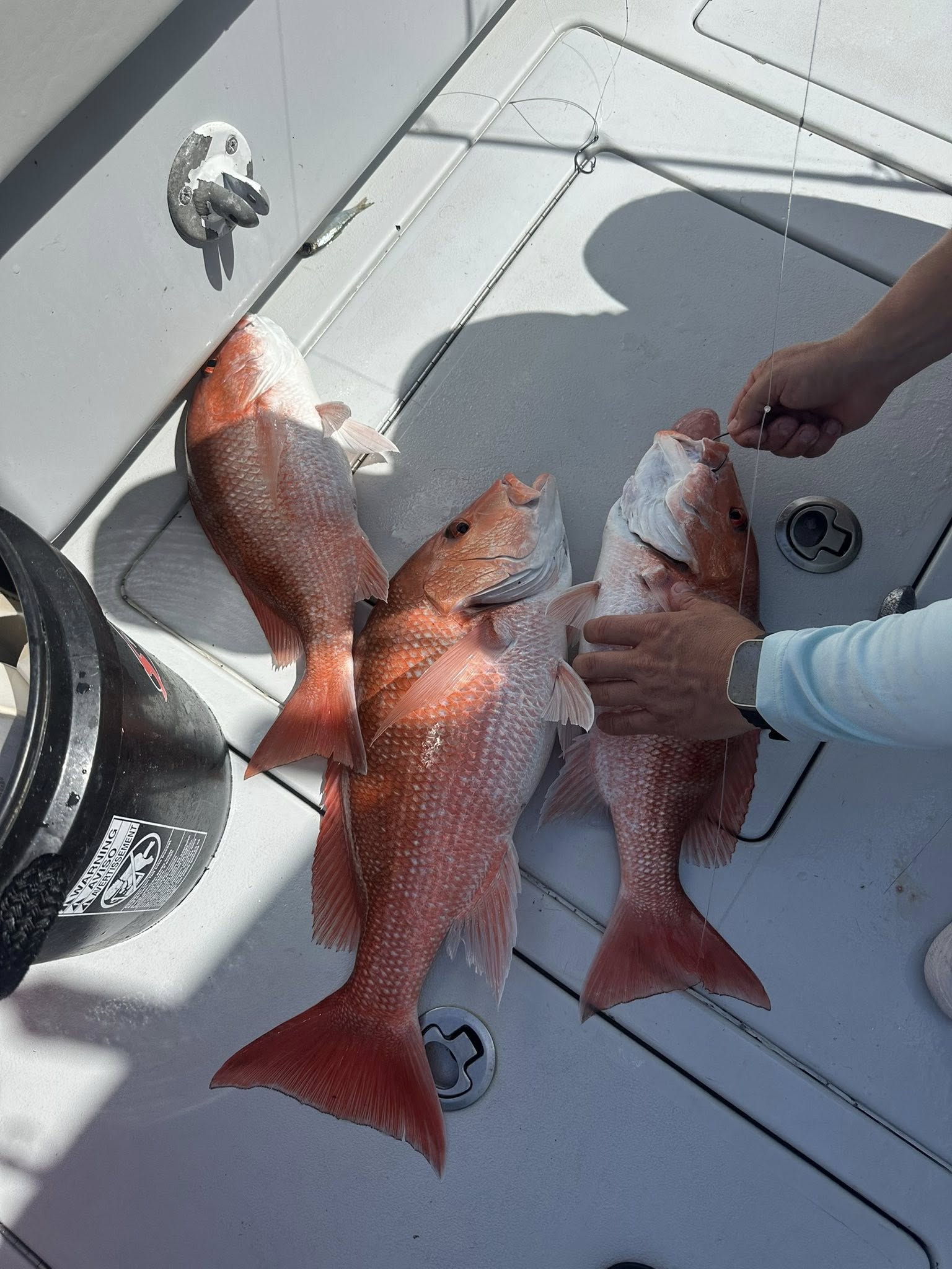 Four red snapper caught fishing in Tierra Verde FL displayed on boat deck
