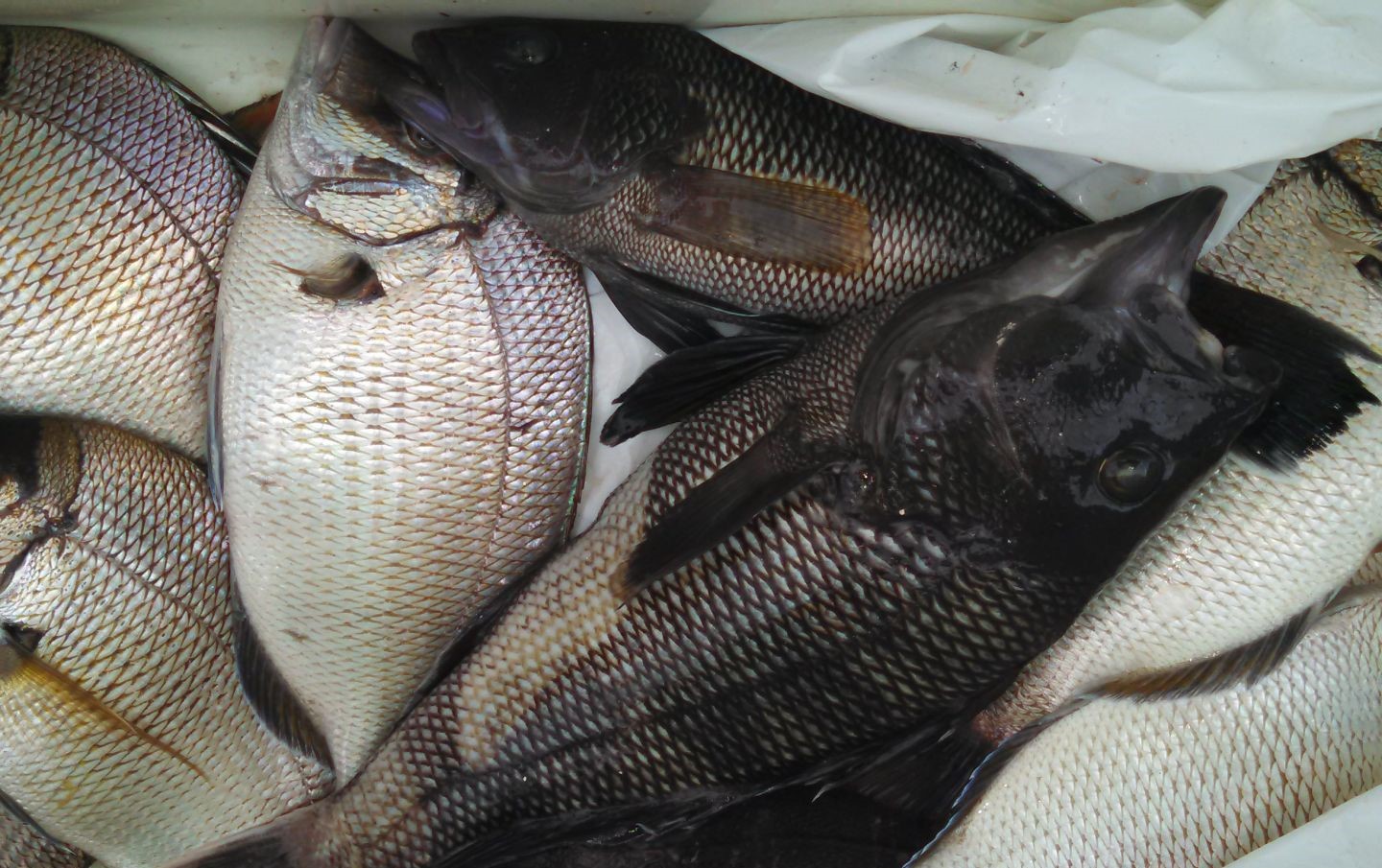Two fishermen reeling in their catch in NY