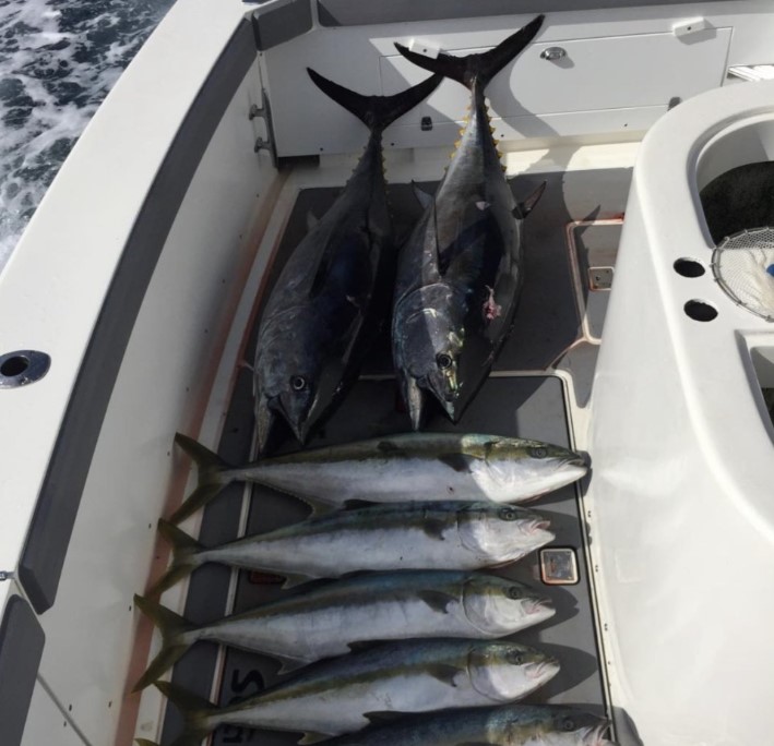 5 greater amberjack and blackfin tuna caught while fishing in CA