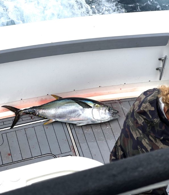 Yellowfin tuna fishing in CA