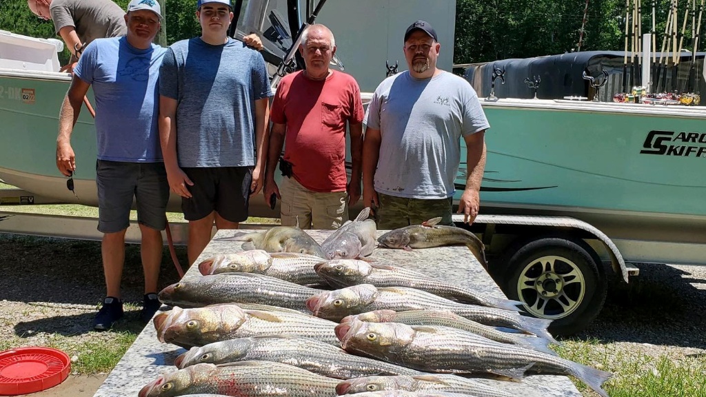 Striped Bass caught in Clarks Hill
