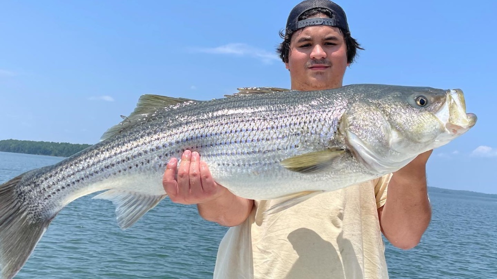 Striped bass caught in Clarks Hill