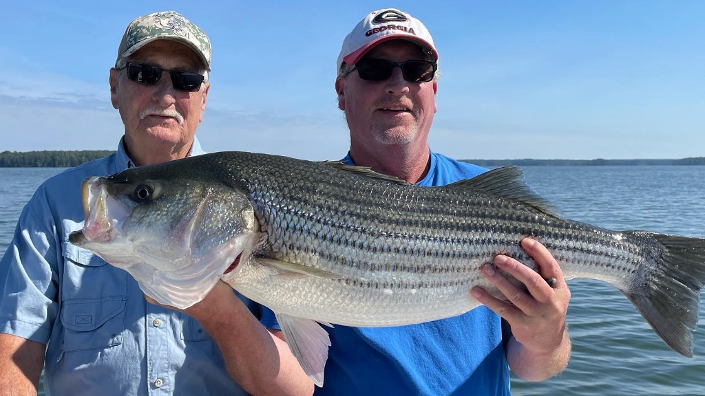 A large Striped Bass caught in Clarks Hill