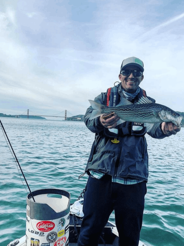 Wiper (Hybrid striped bass) fish caught in CA