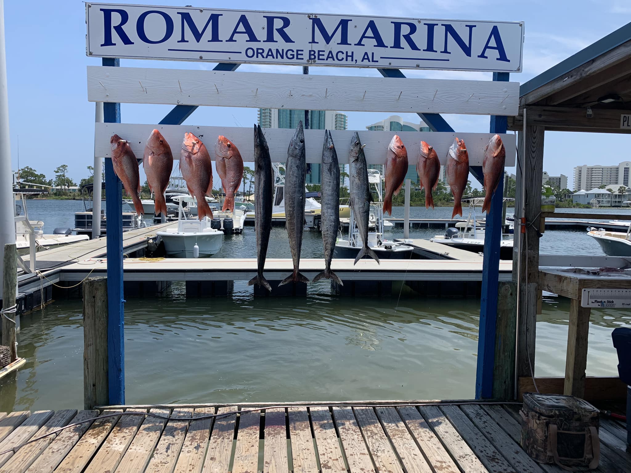 12 king mackerel and wahoo fish caught while fishing in orange beach