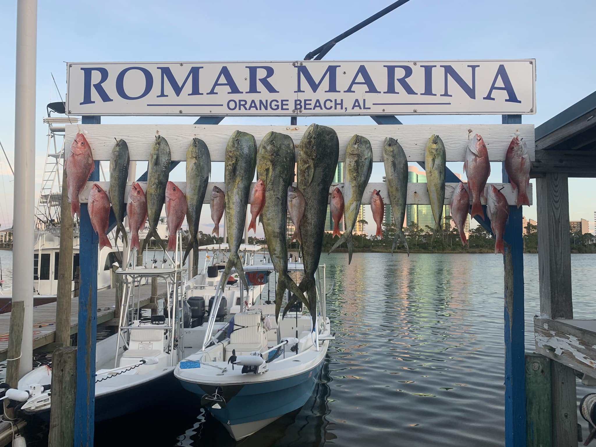 12 bluefish, cero mackerel, and wels catfish caught while fishing in AL