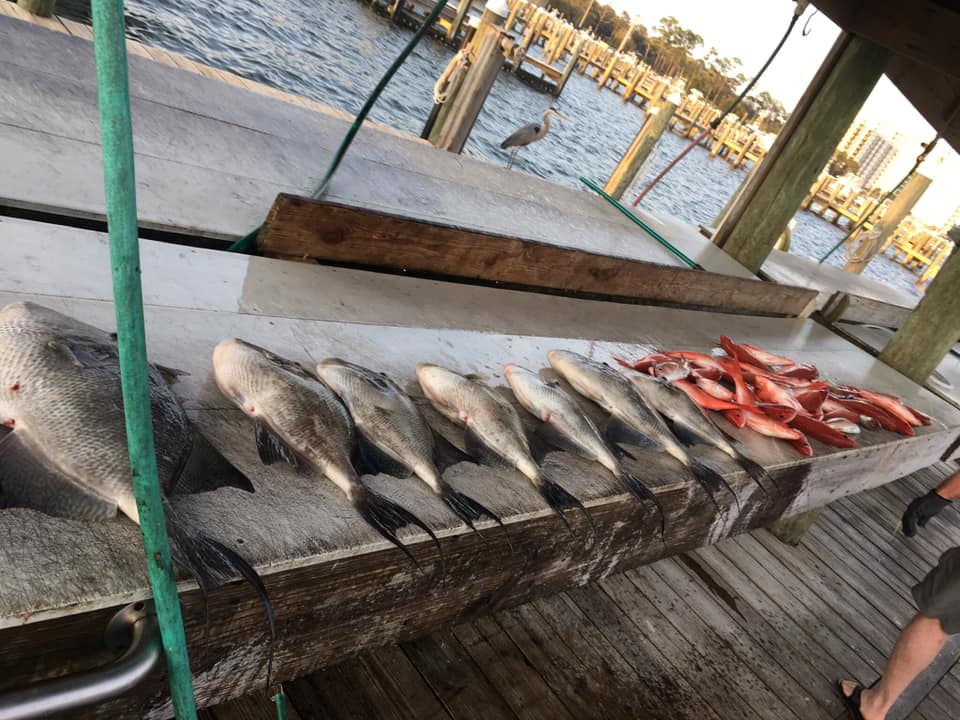 3 fishing rods against a backdrop of an Alabama landscape