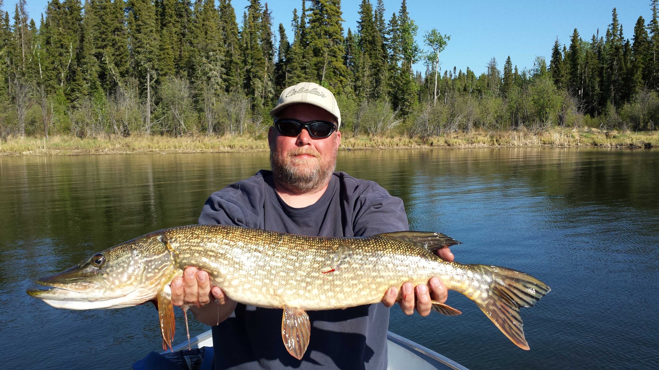 Northern Pike caught on the North Saskatchewan River