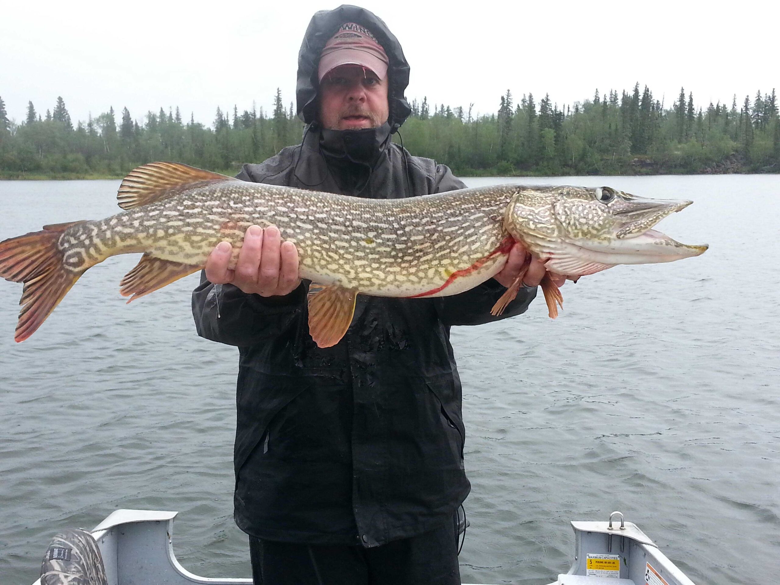 Northern Pike caught while fishing on the North Saskatchewan River