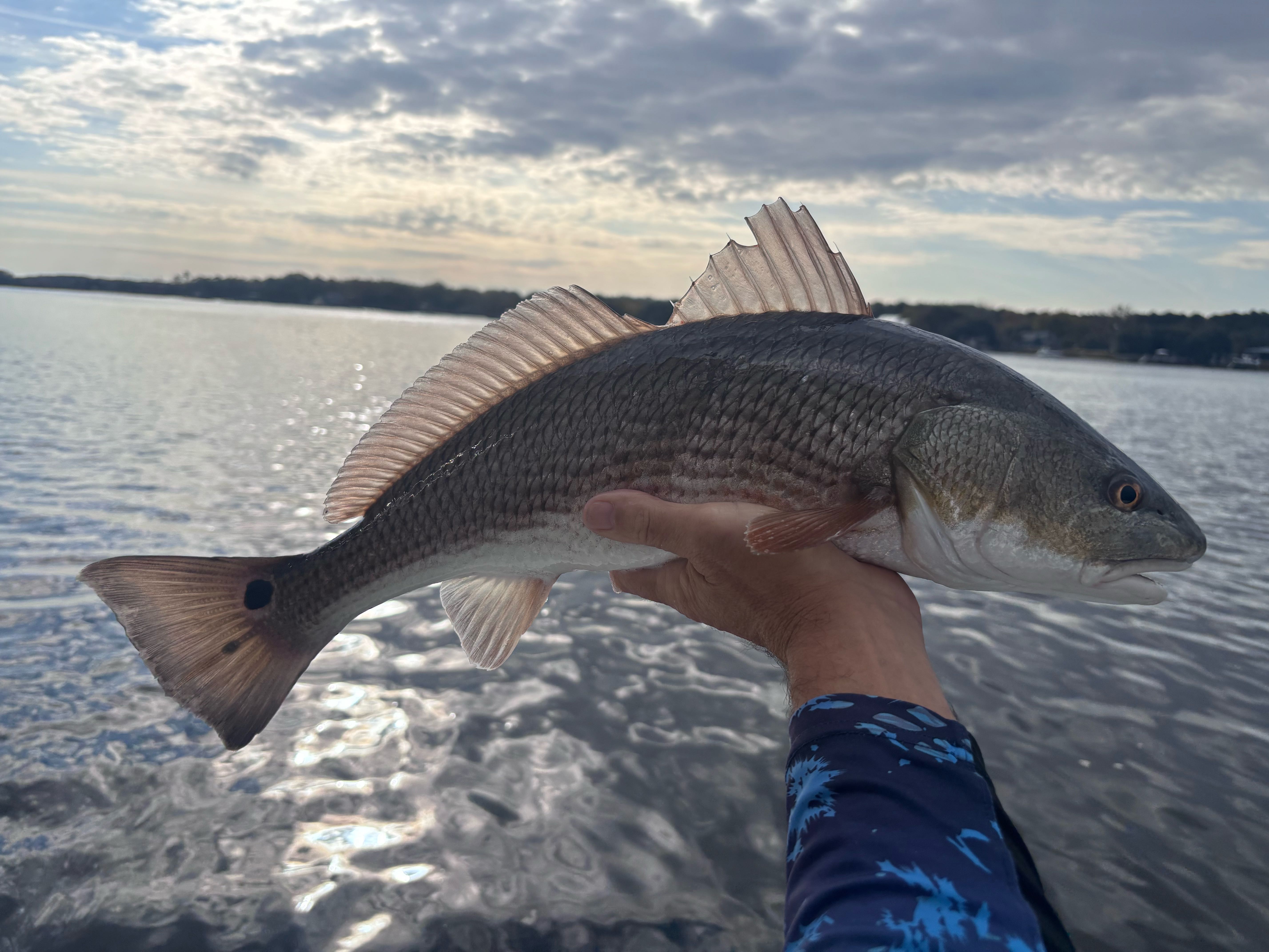 Redfish caught on fishing cruises in SC