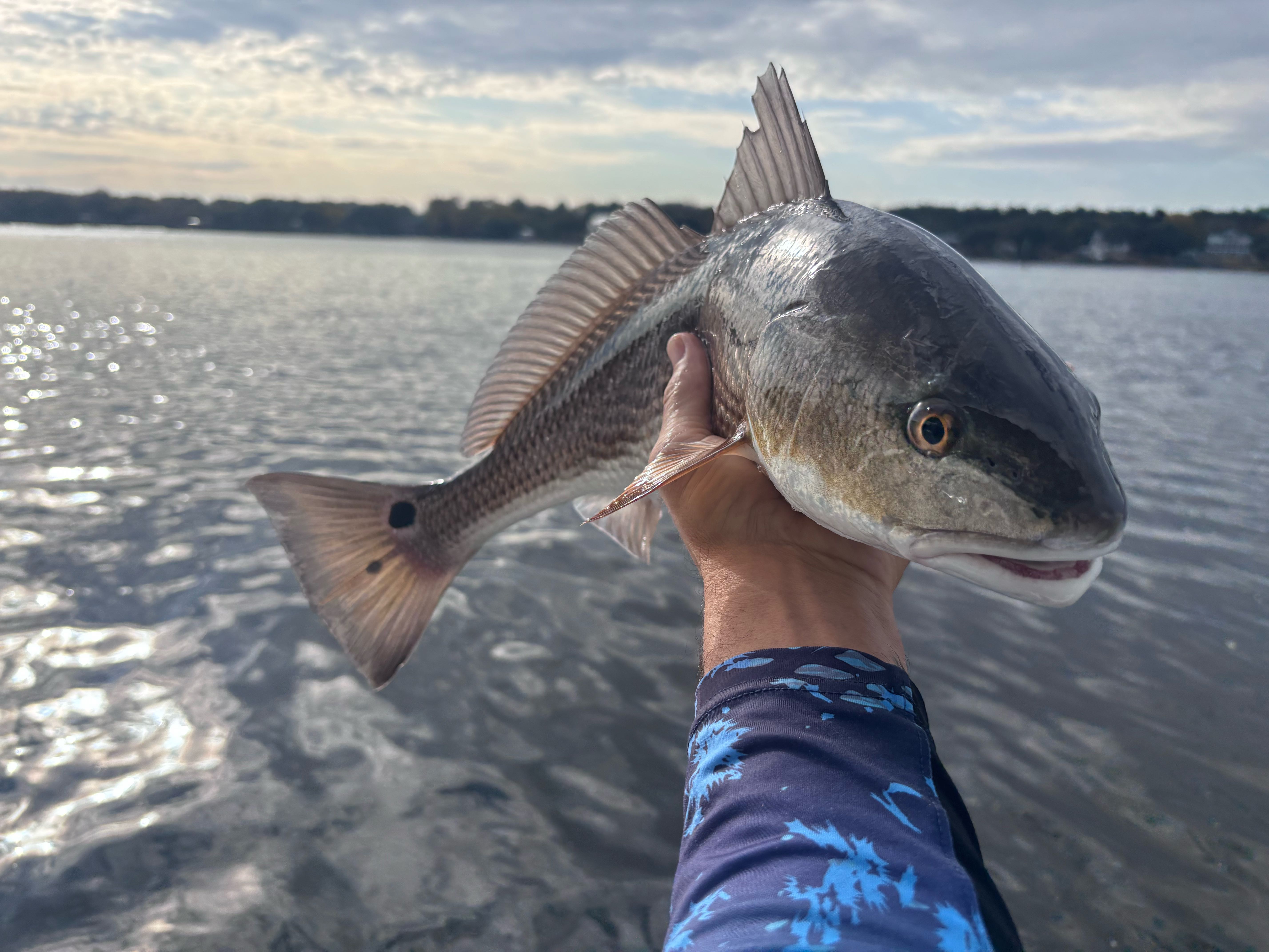Redfish caught while cruising and fishing on Johns Island