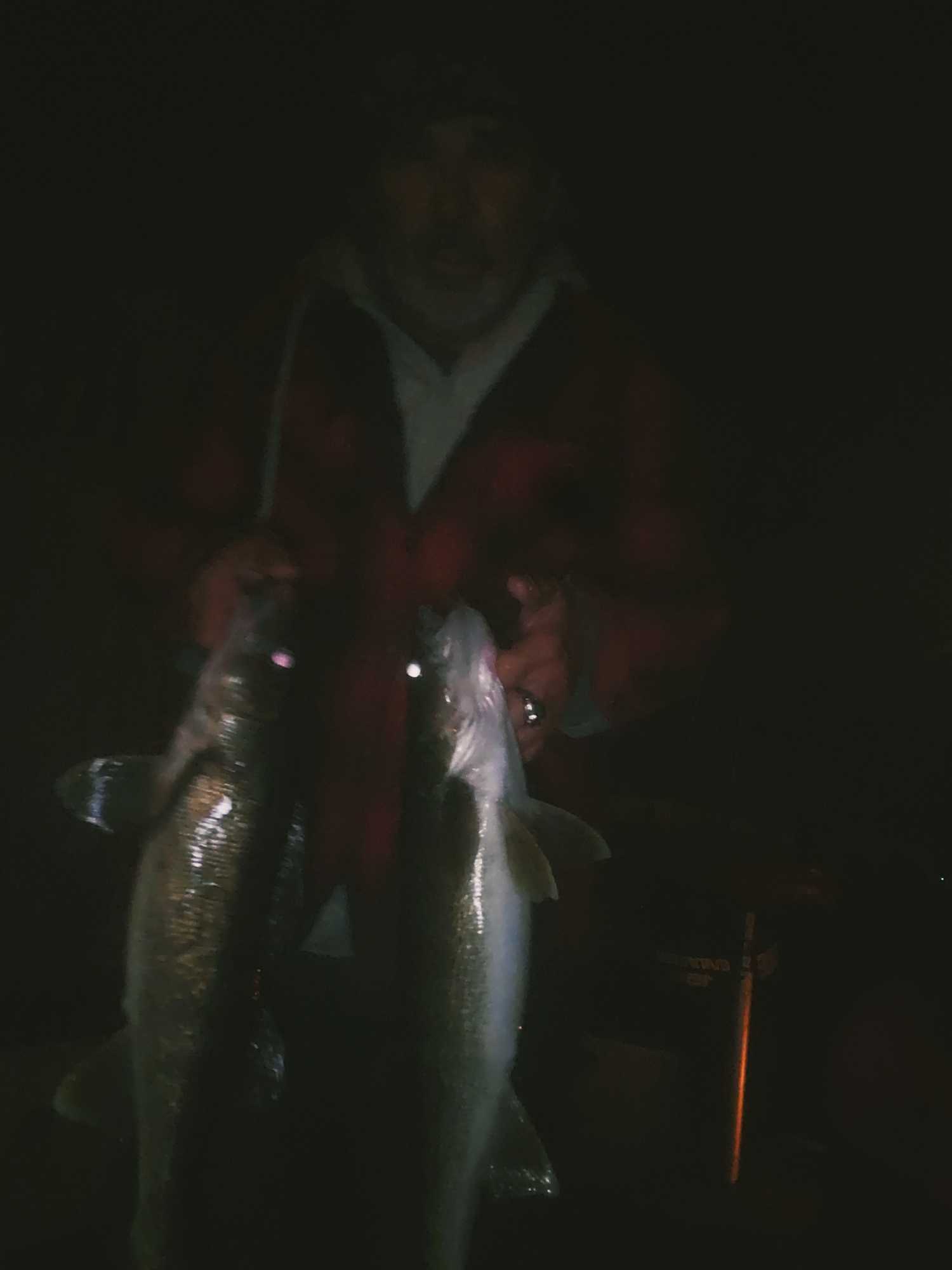 Two walleye fish caught during fishing trip in Minneapolis Minnesota