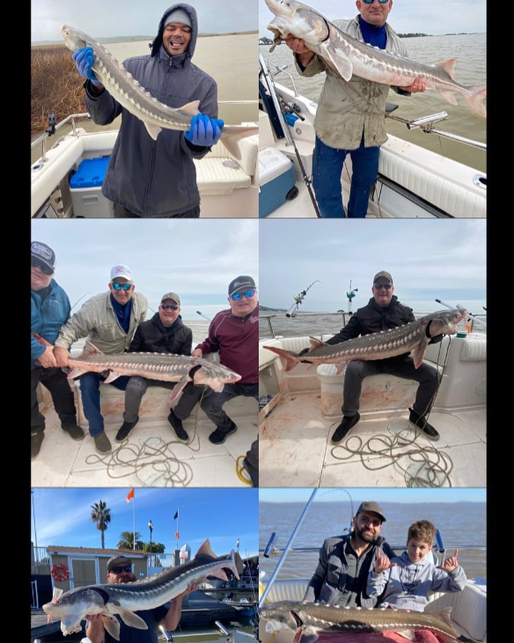 Six white sturgeon caught in Pittsburg