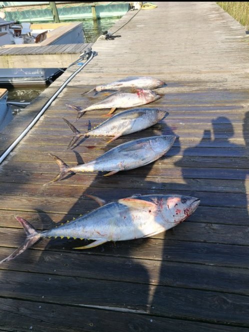 4 fish caught while fishing in NC