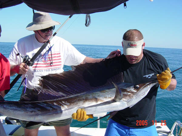 Photo of a 41-inch Atlantic Sailfish caught while fishing in NJ