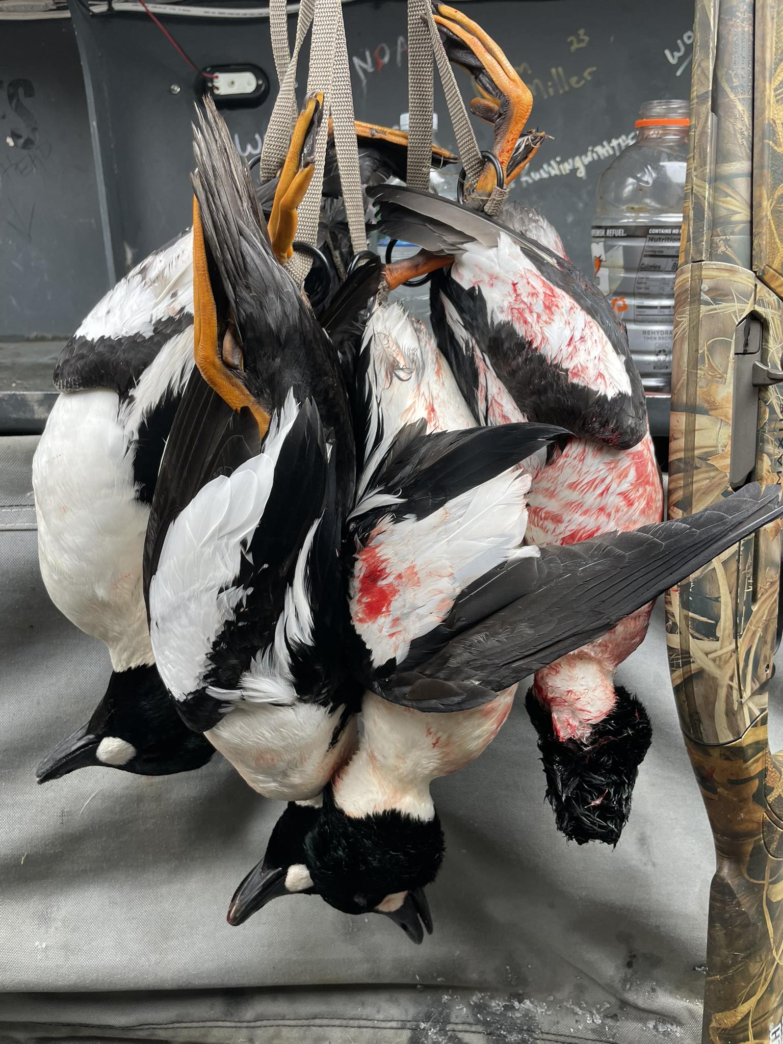 Several waterfowl hanging on boat deck after successful hunting trip in Port Clinton OH