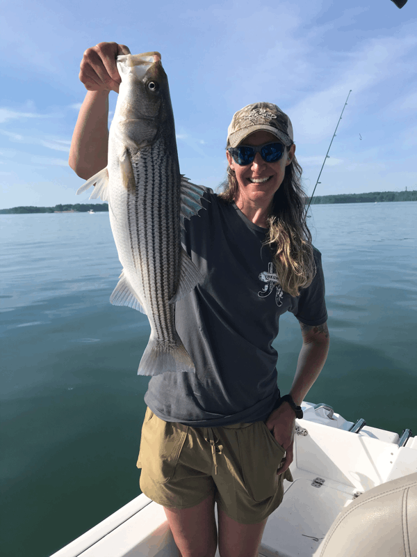 Striped bass caught in Maine