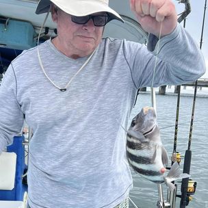 Sheepshead fish caught in FL