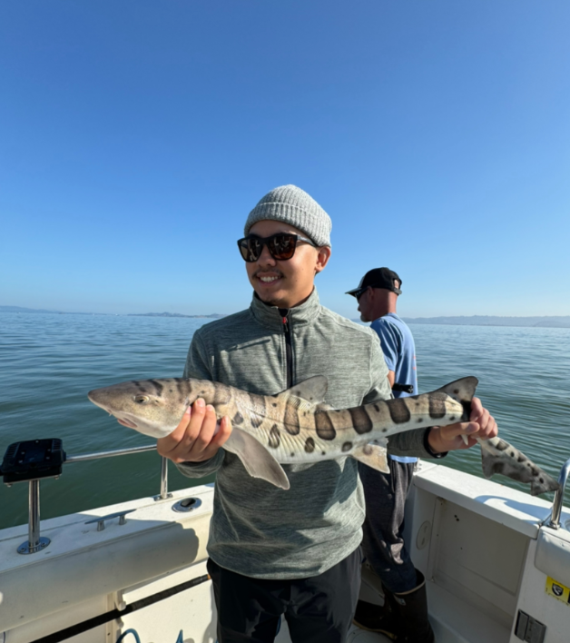 A large leopard shark caught while fishing in CA