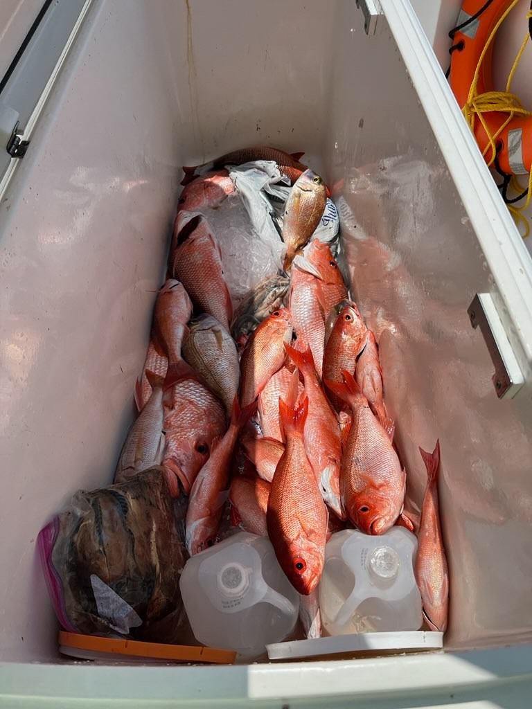 3 fish caught in MS on cruises and fishing trip