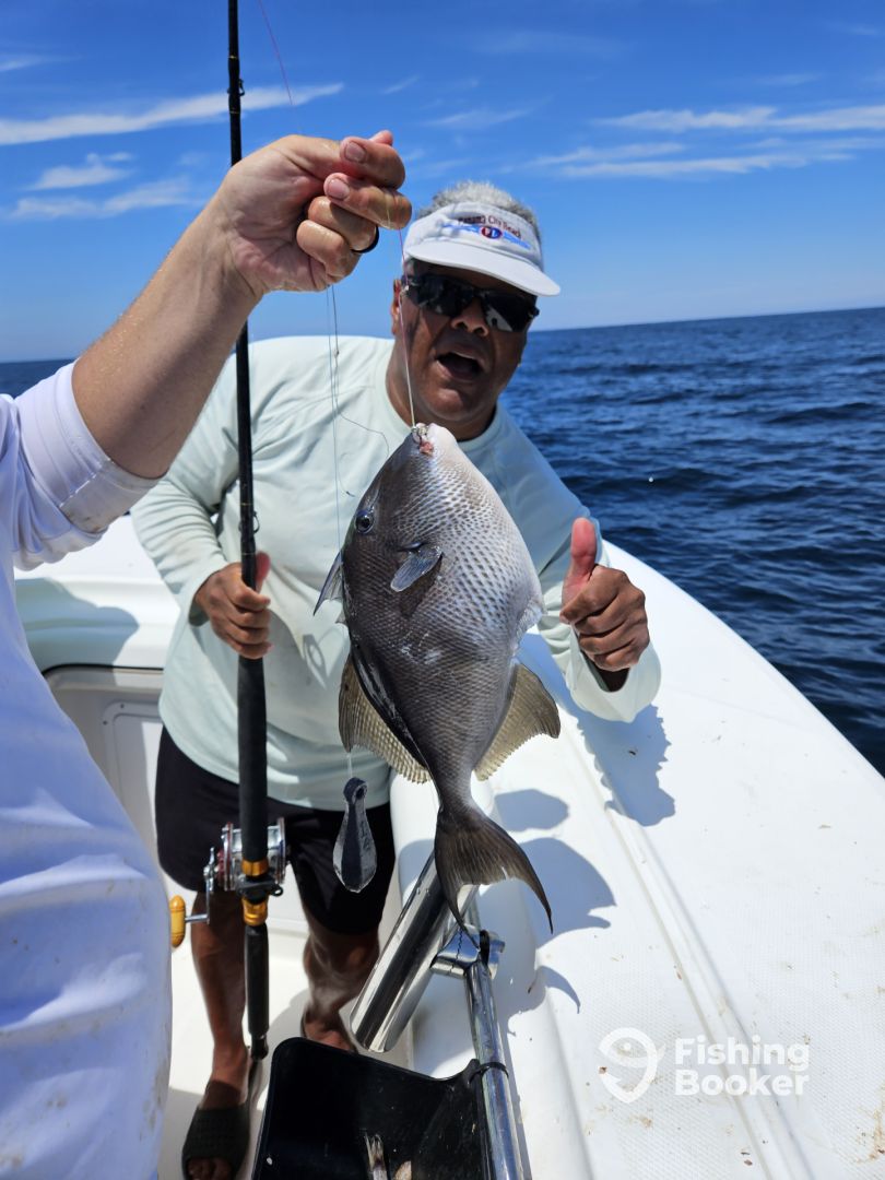 Grey triggerfish caught on a cruises and fishing trip in Florence