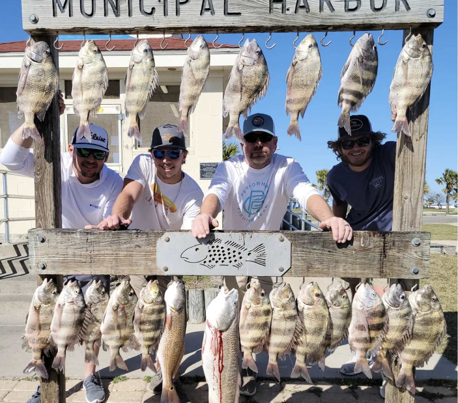 19 black drum, sheepshead, and big fish caught in Port Aransas